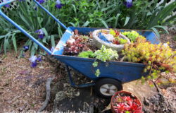 Succulent Wheelbarrow Planter