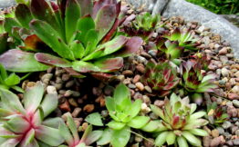 Succulent Birdbath