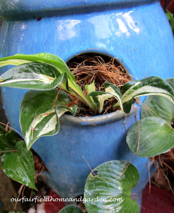 Plant Miniature Hostas in a Strawberry Pot!
